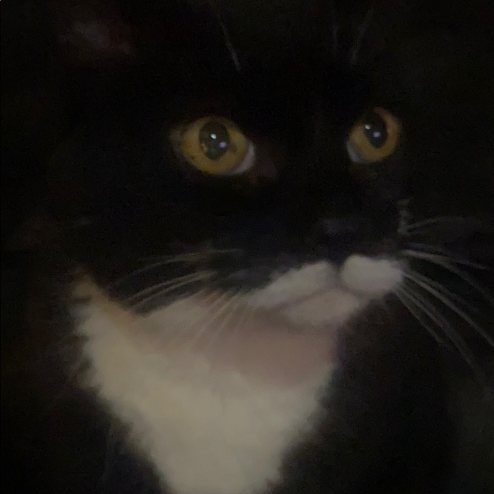 Meet your Posher, Elsie